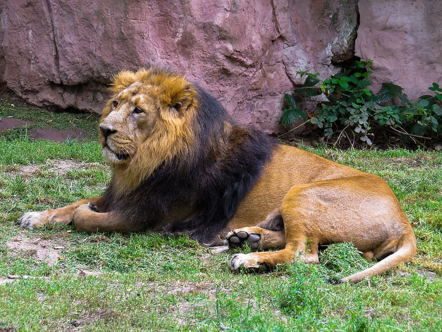 10 Most Powerful Lions in History that defeated a Tiger