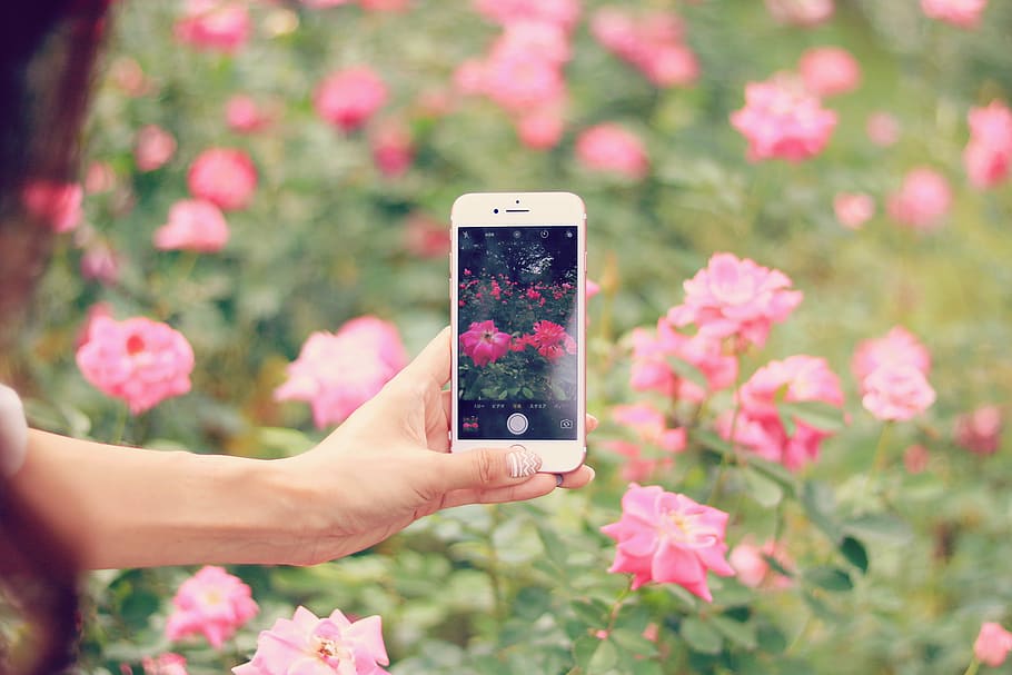mulher, tirando, foto, rosa, campo de flores, vermelho, iphone 7, mais, dia, flor