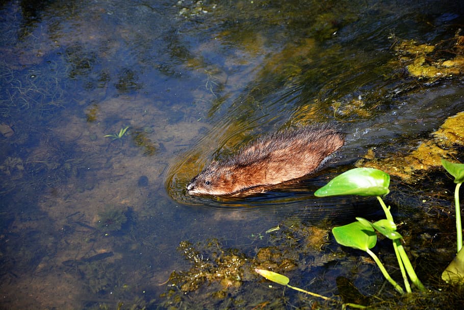muskrat, young, baby muskrat, swimming, cute, wet, furry, rodent, nature, outdoors