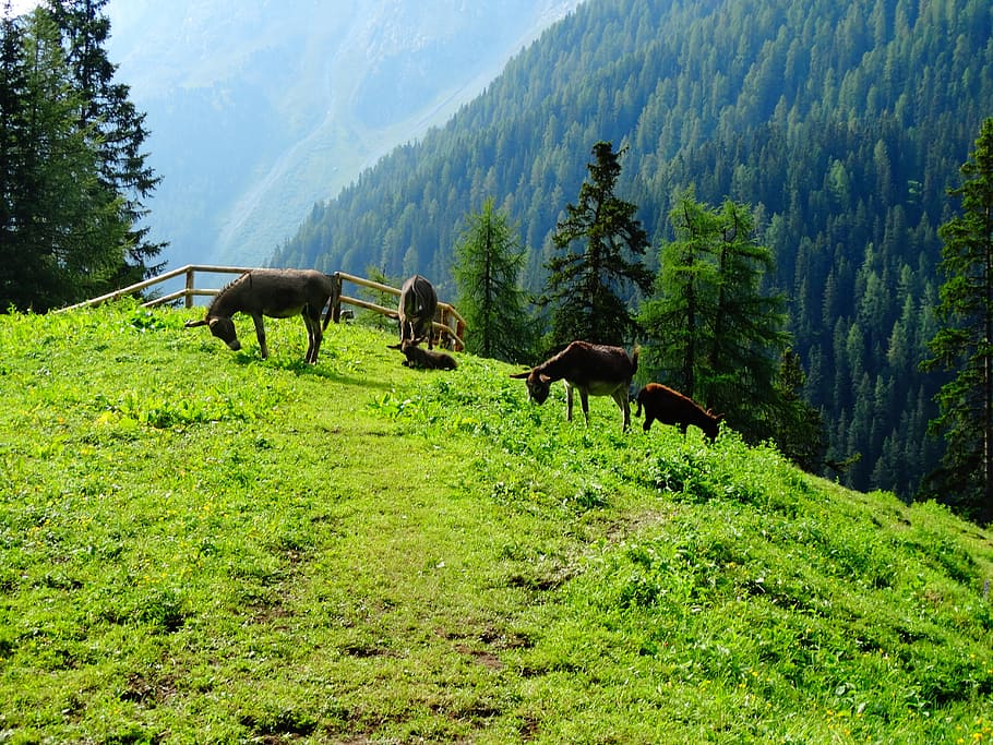 Keledai, Hewan, Gunung, Alp, Alm, padang rumput, tergores, hijau, hutan, cemara
