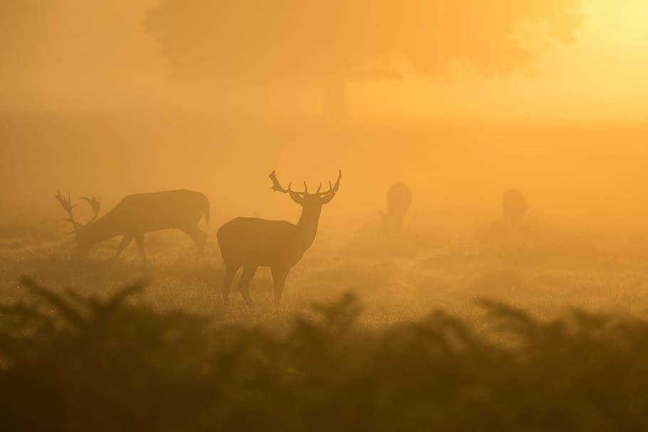 silhouette, moose wallpaper, deer, morning sun, wildlife, mammal, antler, wild, field, animal
