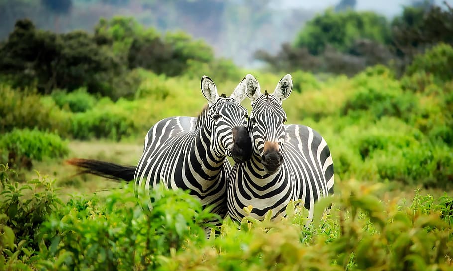 dua, zebra, dipilih, fotografi, kenya, afrika, margasatwa, hewan, imut, lanskap