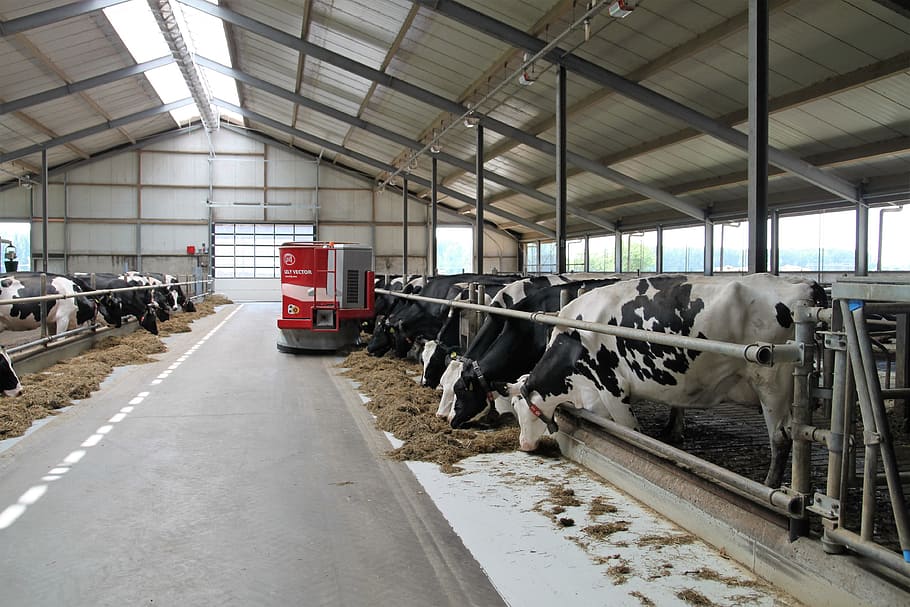 cow poultry, dairy farm, farm, robot, lely, cows, group of animals, transportation, livestock, domestic