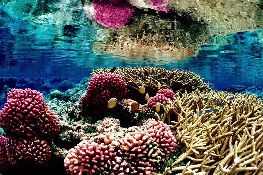 terumbu karang, karang, lanskap, warna-warni, bawah air, alam, air, binatang di alam liar, satwa liar hewan, laut