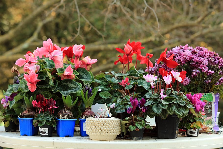 Seg, petit jardin, hiver, flores na mesa, planta, flor, plantar, beleza na natureza, frescura, natureza