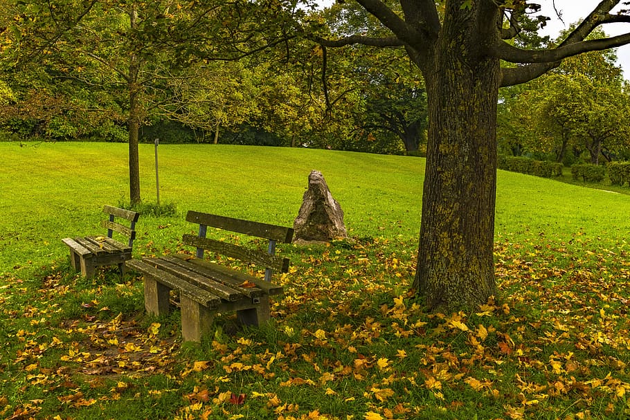 bank, autumn, resting place, leaves, forest, rest, seasons, nature, fall leaves, old
