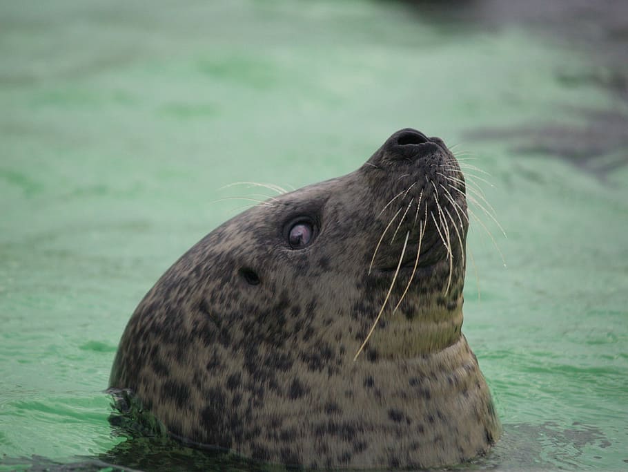 Seal, Whiskers, Eyes, Skin, Water, swimming, dolphinarium, harderwijk, nature, reception