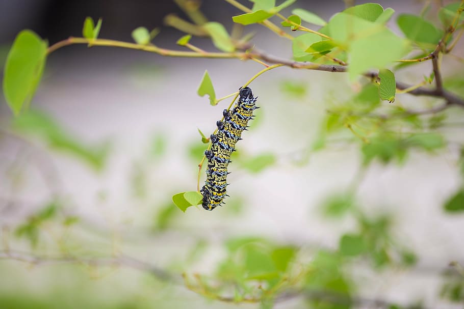 selective, focus photography, yellow, black, caterpillar, green, leaf, leaves, butterfly, moth