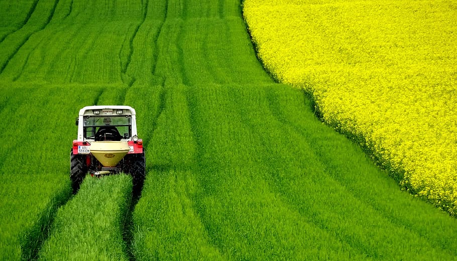 bidang rapeseed, traktor, musim semi, padang rumput, pemandangan, rumput, alam, istirahat, pertanian, hijau