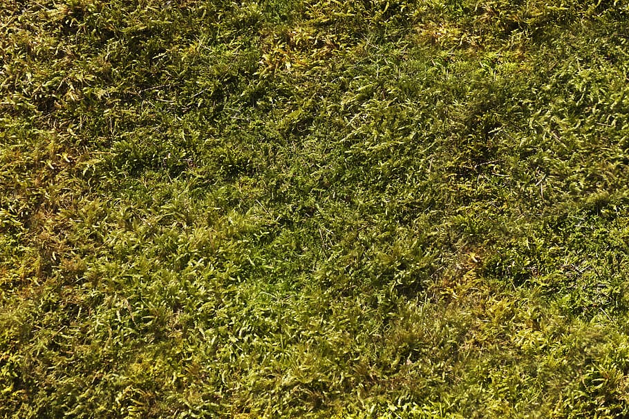 moss, background, nature, forest, background moss, pattern, texture, moss texture, background image, structure