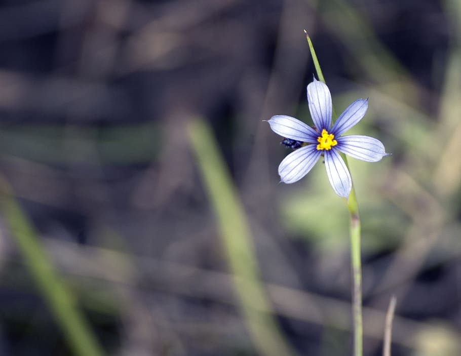 selective, focus photography, blue, white, petaled flower, selective focus, photography, flower, wildflower, nature