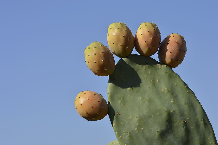 fig, india, figs, thorny, green, cactus, plant, thorns, flower, nature