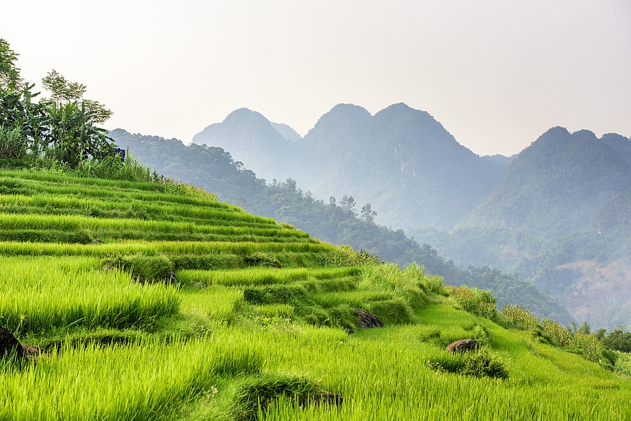 reserva natural de pu luong no vietnã, agricultura, belo, campo, crepúsculo, ambiente, fazenda, floresta, verde, colina