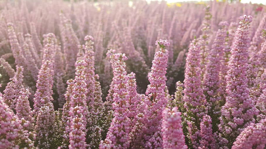 erika, flowers, heath, purple, nature, flower, plant, pink Color, flower Head, summer