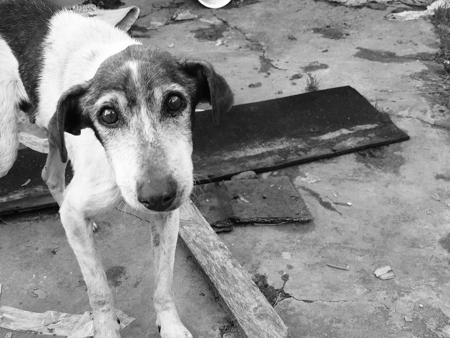 untitled, Sad, Stray Dog, Look, Abandoned, dog, man's best friend, cry, street, homeless