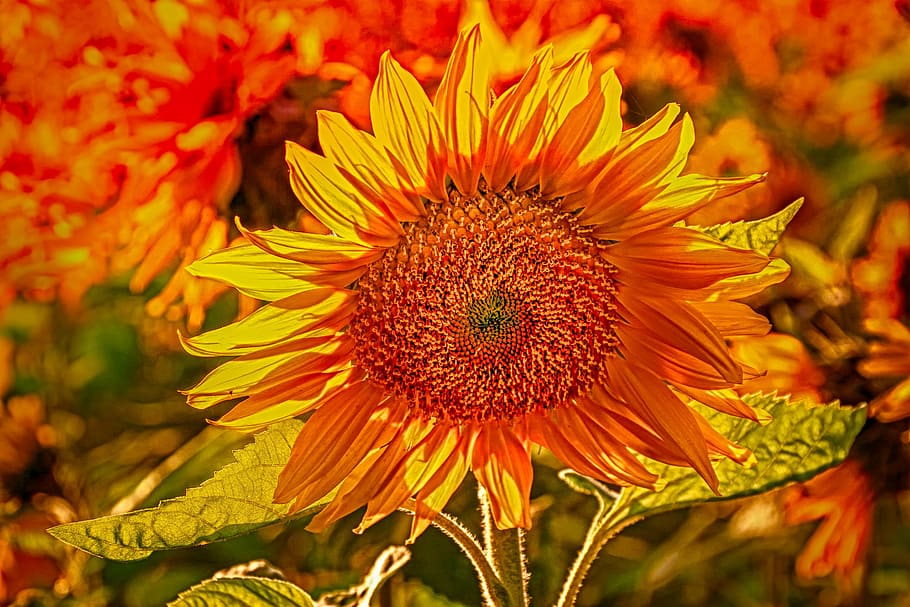 selective, focus, sunflower, sun flower, plant, nature, subtle, back light, summer, sunshine