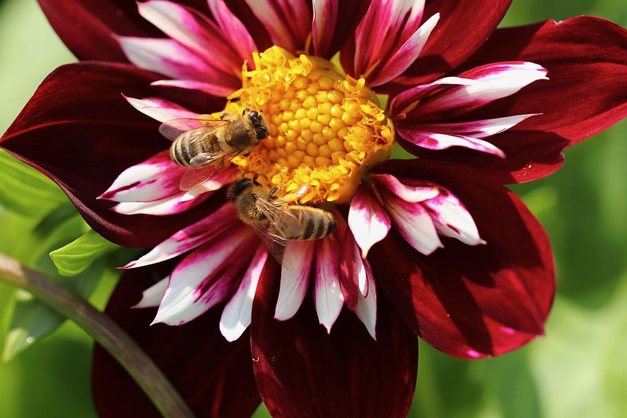 dalia, insecto, abejas, abejas melíferas, multicolores, flor, floración, rojo vino, rojo sangre, amarillo