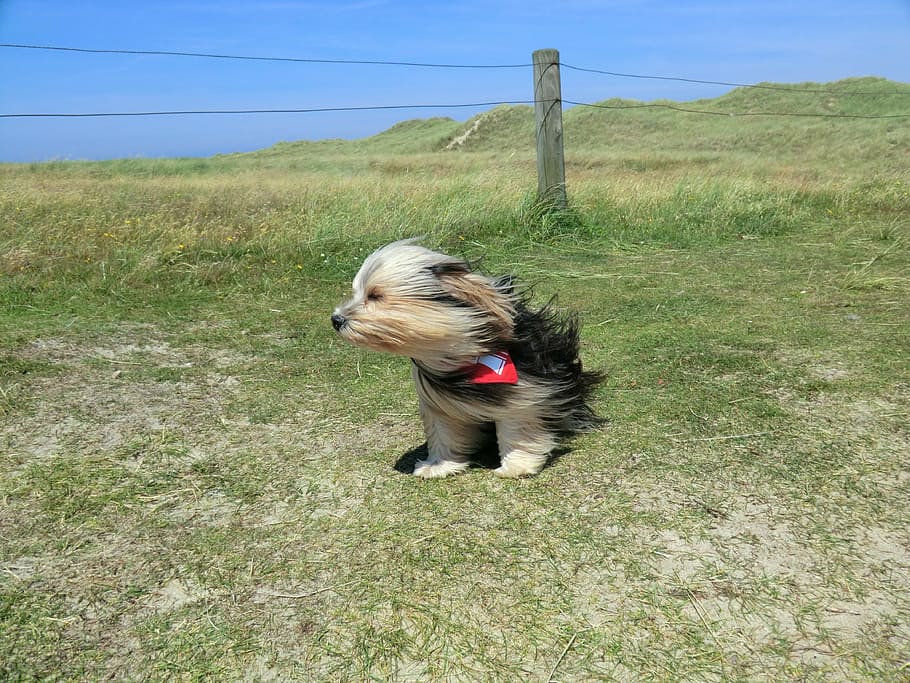 marrom, preto, yorkshire terrier, em pé, grama, cerca, cão, vento, bonitinho, animal de estimação