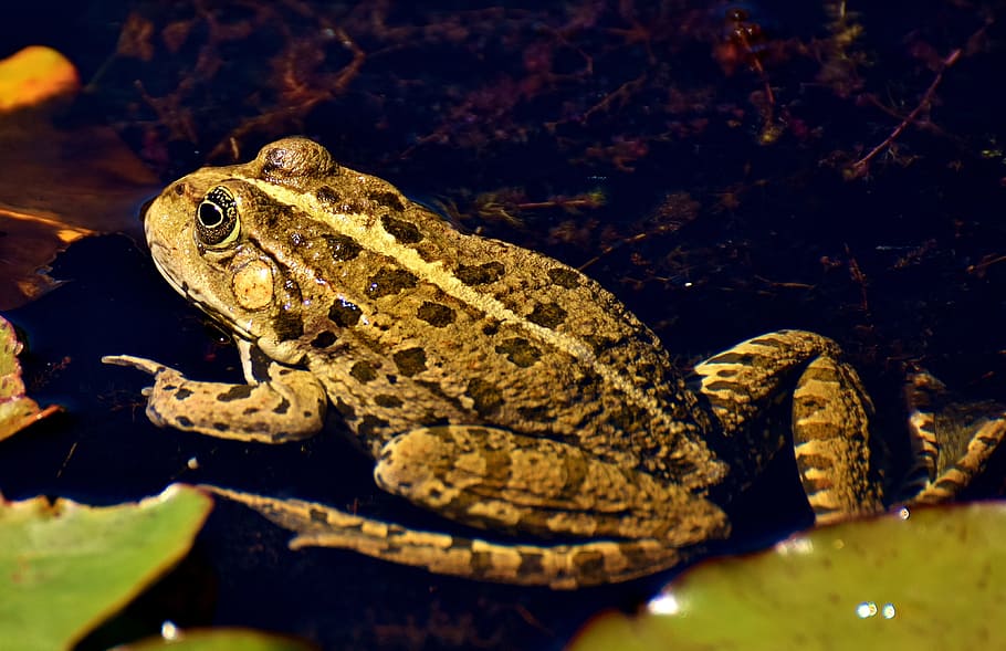Pond, Animal, Water Frog, frog, frog pond, high, toad, water, reptile, one animal