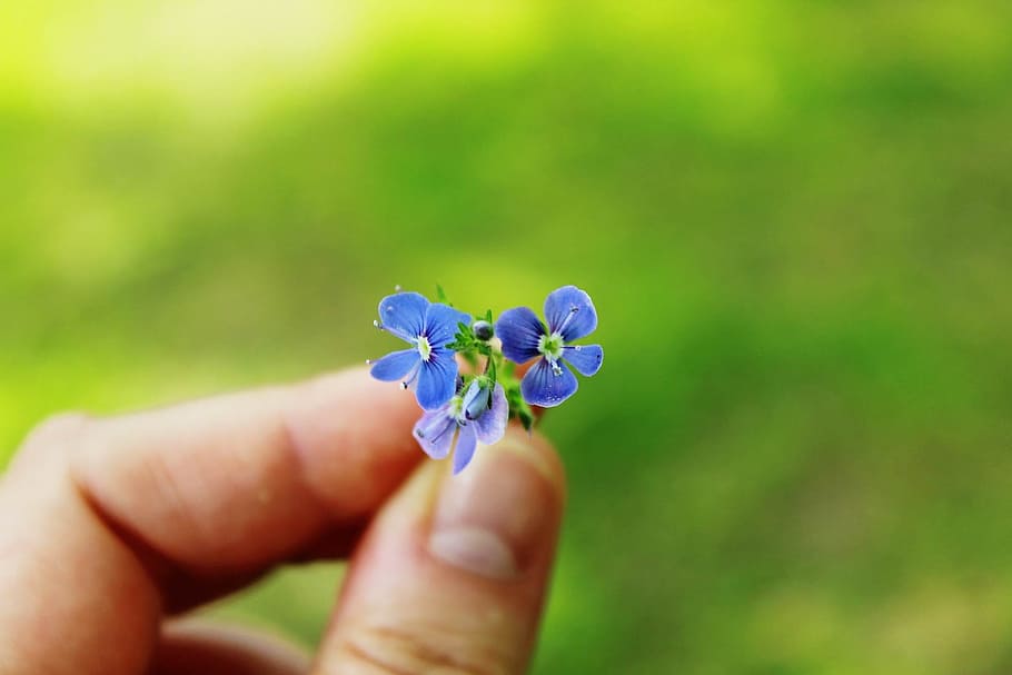 人, 保持, 青, 紫, 花, 私を忘れないで, 指, 自然, 先の尖った花, 植物
