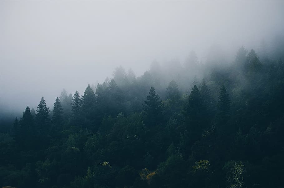 green, leaf trees, foggy, weather, trees, fog, forest, forrest, mist, woods