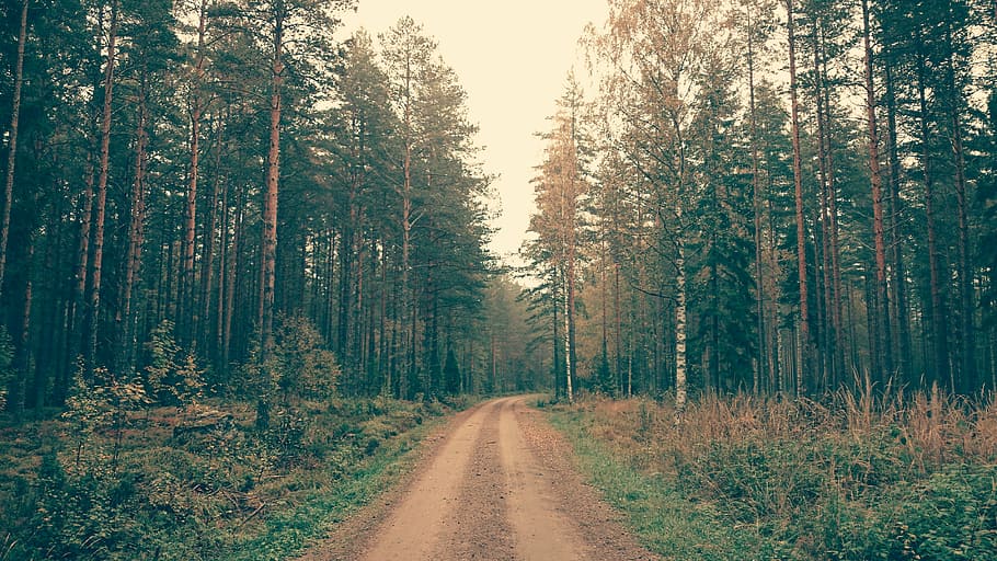 straight, road, forest, day, time, nature, landscape, trees, woods, street