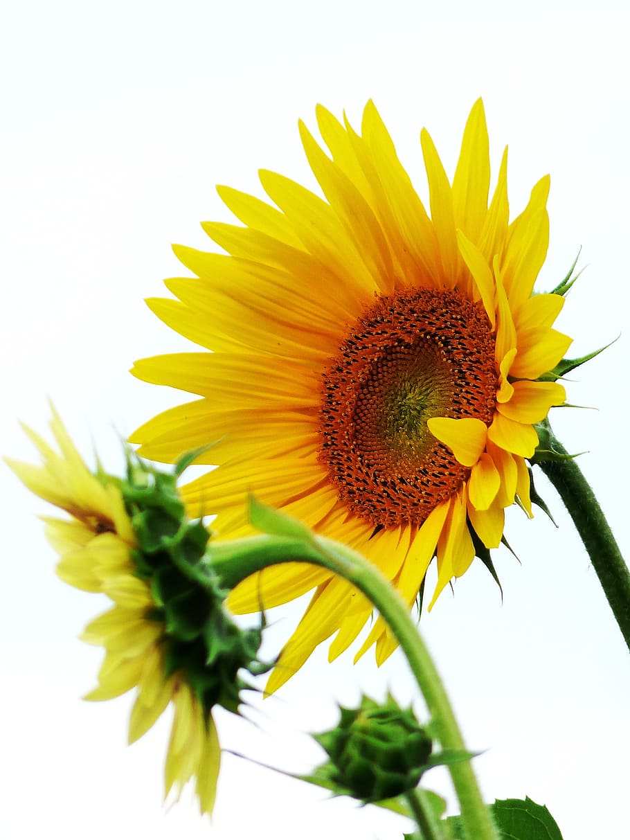 yellow sunflower, sun flower, flower meadow, flowers, nature, summer, flowering plant, yellow, flower, flower head