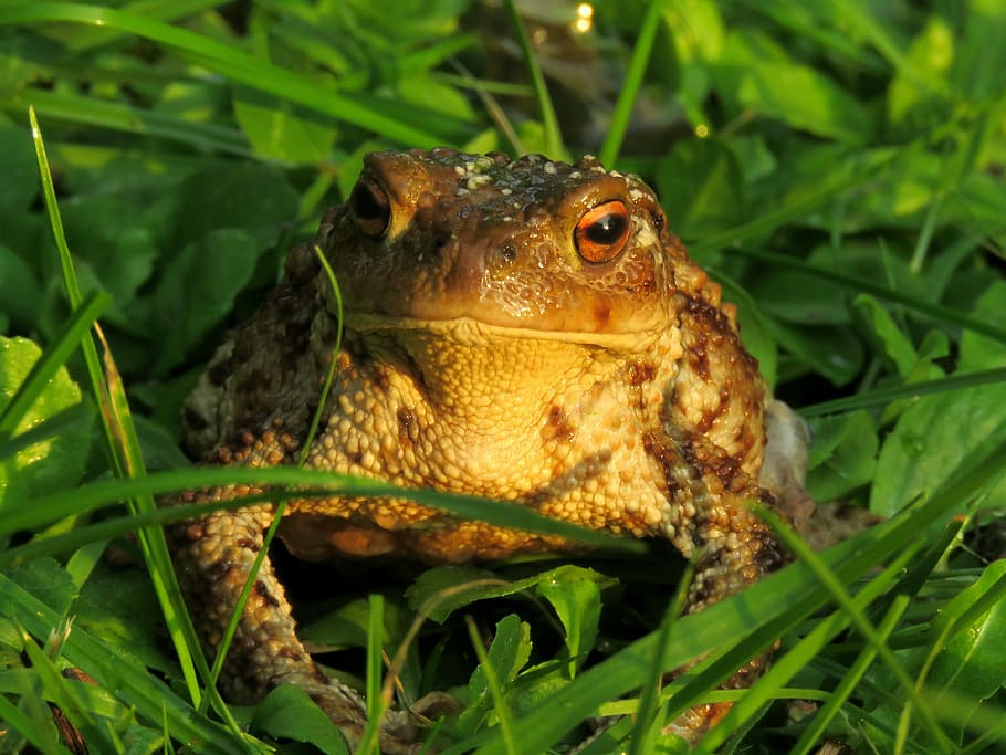 toad, anuran, amphibian, common toad, bufo terrestris, portrait, frog, animal, nature, wildlife