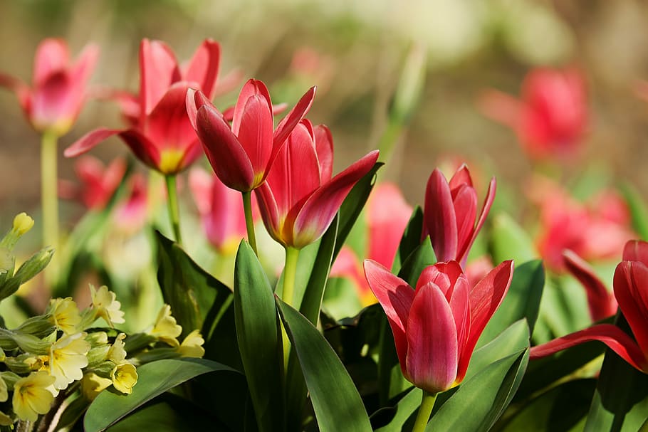red tulips, tulips, red, flowers, spring, close, colorful, color, tulipa, lily