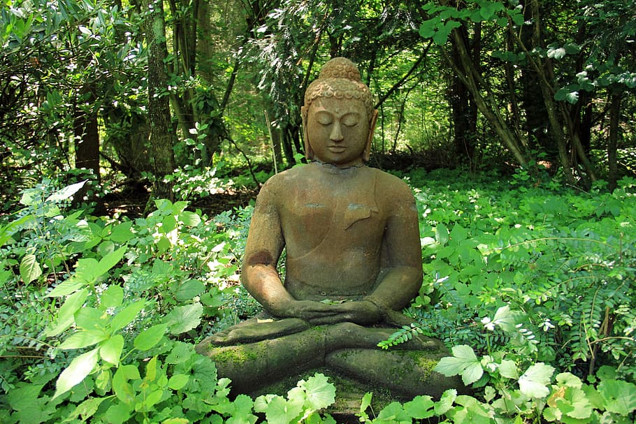 patung buddha gautama, dikelilingi, rumput, tinggi, pohon, buddha, istirahat, batu, pemulihan, alam