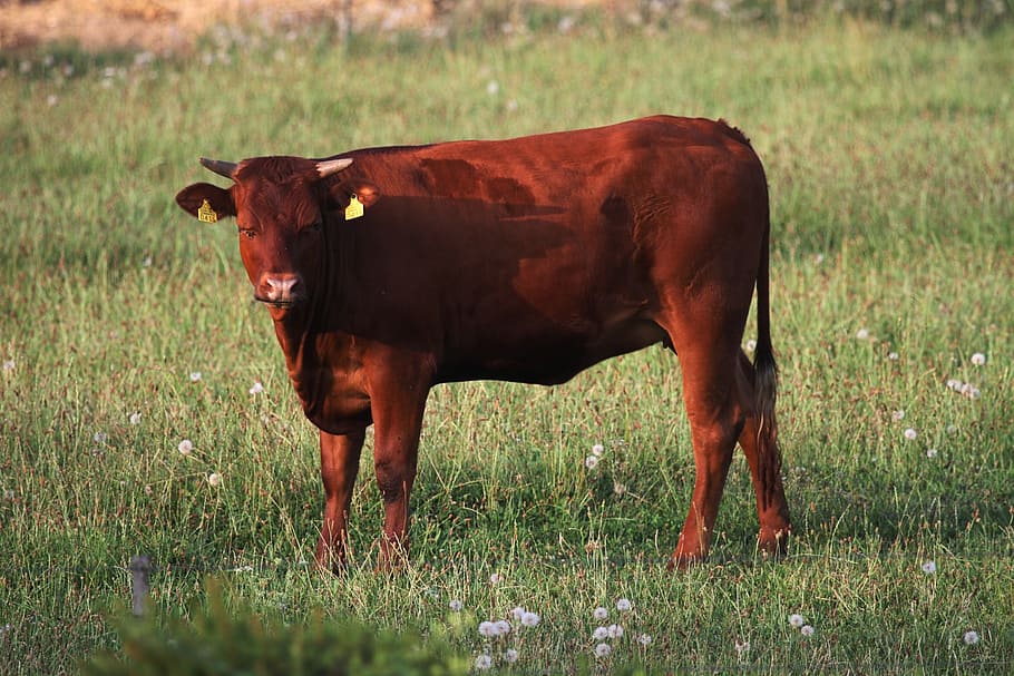 牛肉, 牛, 動物, 牧草地, 自然, ホーン, 牛乳, 農業, 農場, ホフ