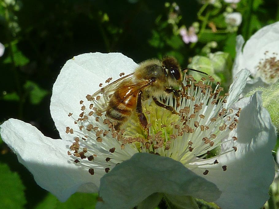 abeja, miel de abeja, alas, abejas, insecto, flor, polinizar, néctar, polinización, primer plano