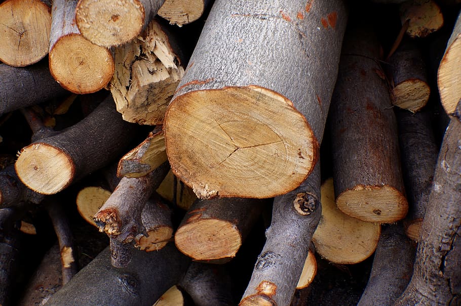 製材, 自然, 破壊的, ログ, 木材, 木材産業, 木材-材料, 木, fire, 森林
