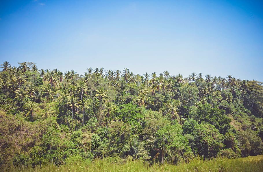 forest, grass field, blue, sky, daytime, green, trees, grass, palm trees, tropical