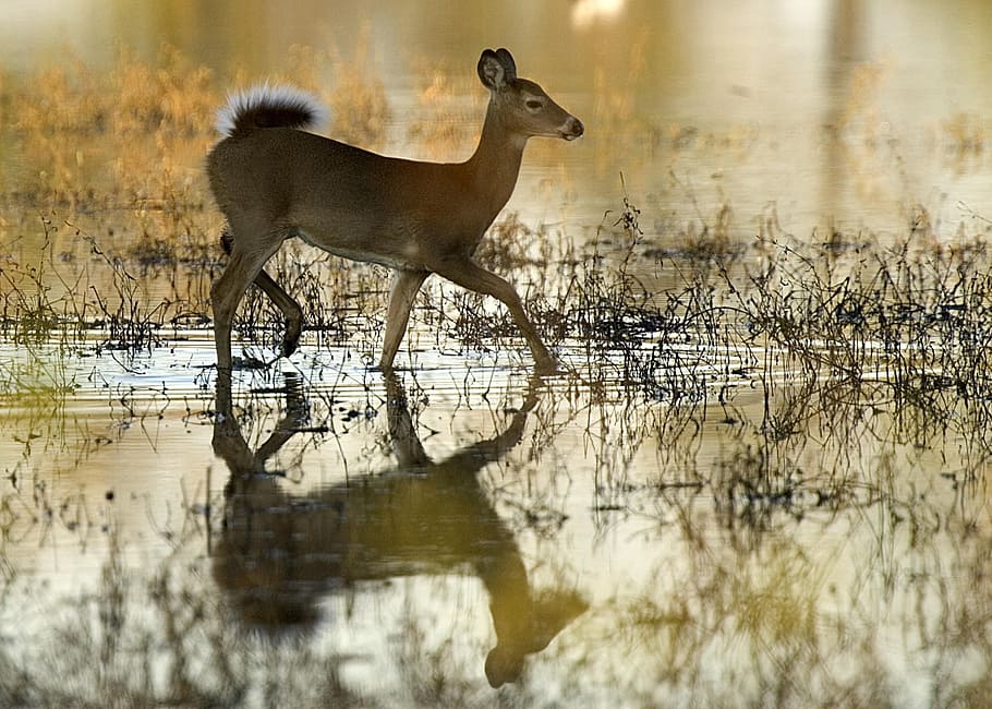 brown deer, white tailed doe, deer, water, wildlife, reflection, female, nature, wild, outdoors