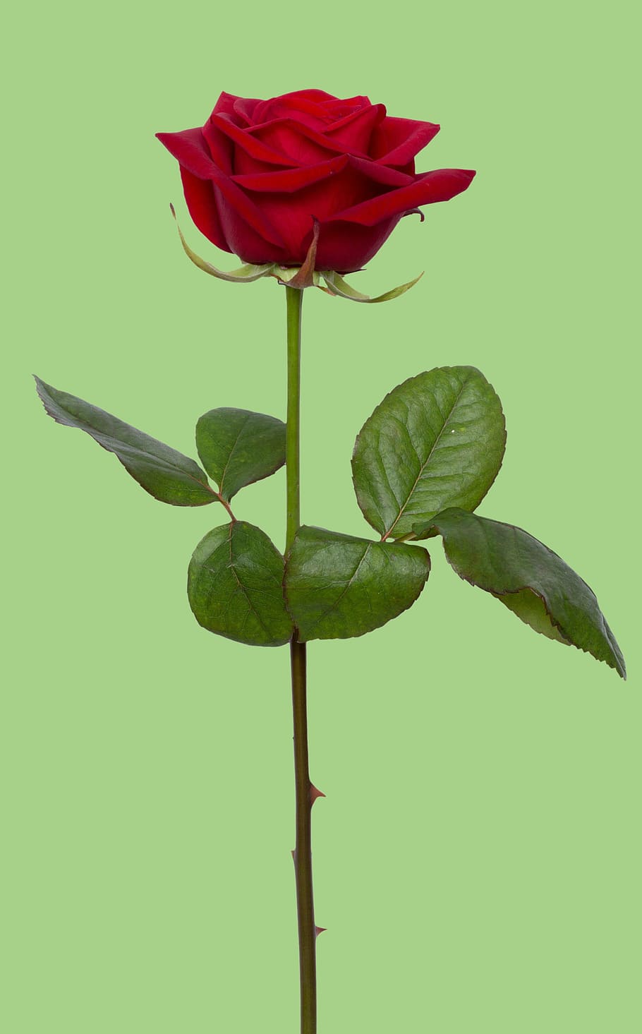 single, stem, red, rose, red rose, flower, love, romance, gift, floral