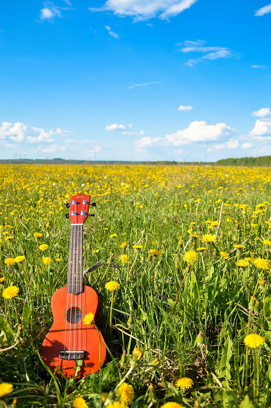 brown, ukulele, yellow, petaled flower field, blue, white, sky, daytime, flower, guitar
