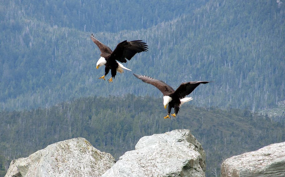 two, bald, eagles, mid-air, daytime, flying, birds, landing, flight, white