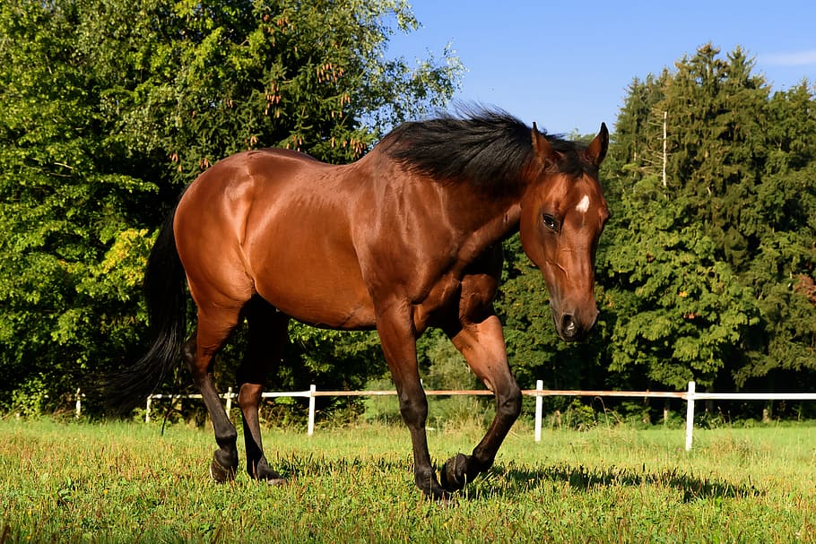 brown, horse, surrounded, trees, quarterhorse, pasture, trot, ride, stall, animal