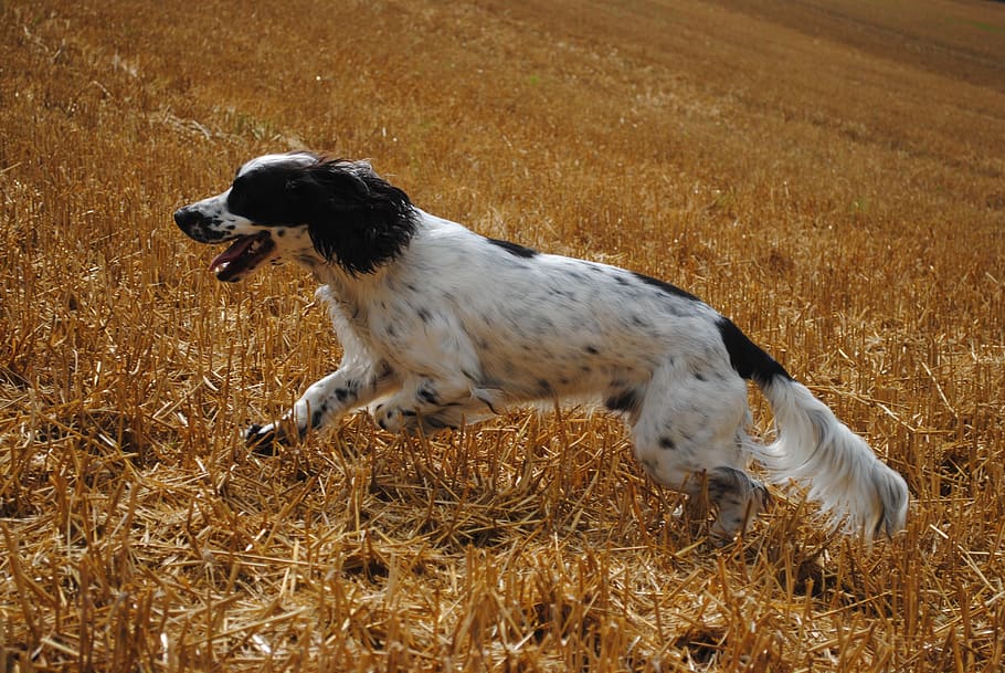 hunting, dog, spaniel, outdoor, cute, animals, young, fur, nature, puppy