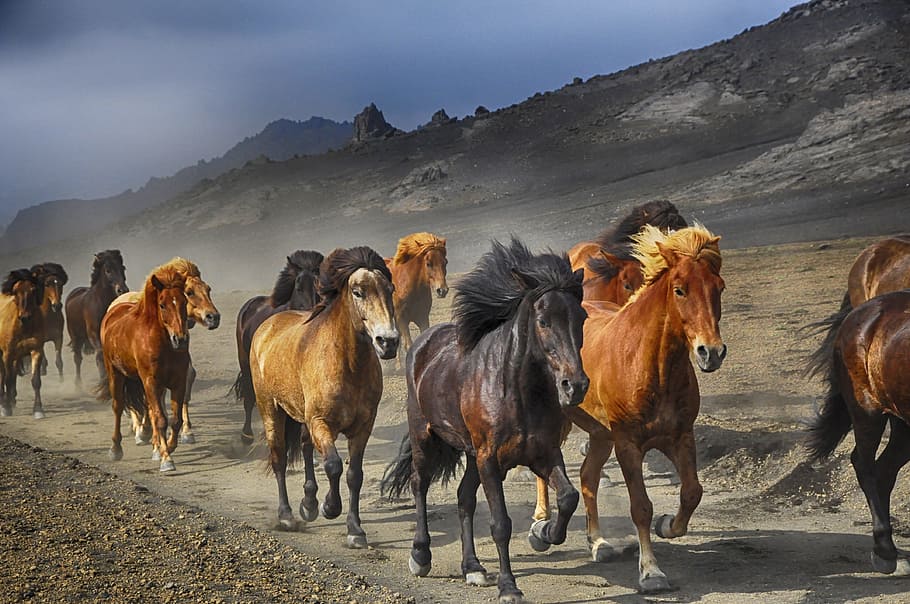 assorted, horses, rocky, mountain, daytime, rocky mountain, stampede, nature, running, animal