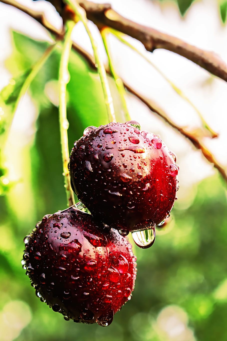 two, 2, couple, cherry, red, dark, leaves, water drop, water, drops