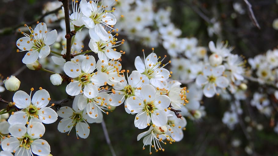 ameixoeira-brava, Prunus Spinosa, Blackthorn, flores da primavera, flores brancas, arbusto, aspecto da primavera, sinais da primavera, natureza, flor