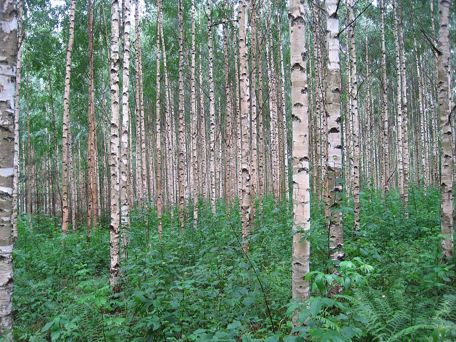 betula pendula, vidoeiro, árvores, finlândia, floresta, madeira, troncos, natureza, planta, terra