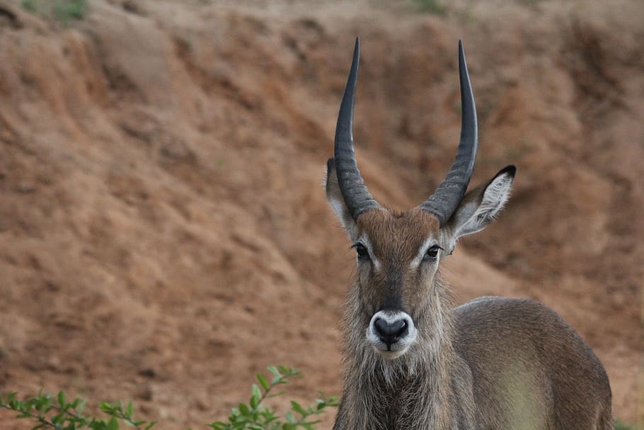 waterbuck, ram, alert, uganda, murchison, africa, nature, wild, wildlife, safari