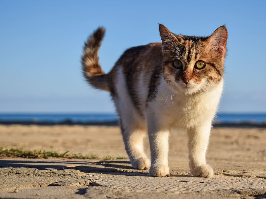 cat, walk, land, stray, animal, cute, young, face, eyes, beach