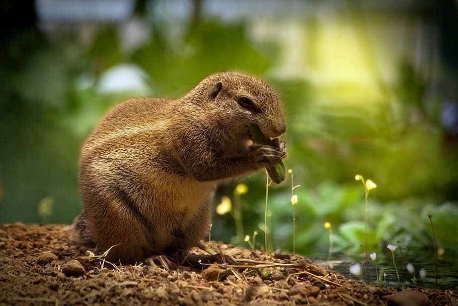 beaver, biting, green, substance, squirrel, eating squirrel, sweet, cute, animal, native wildlife