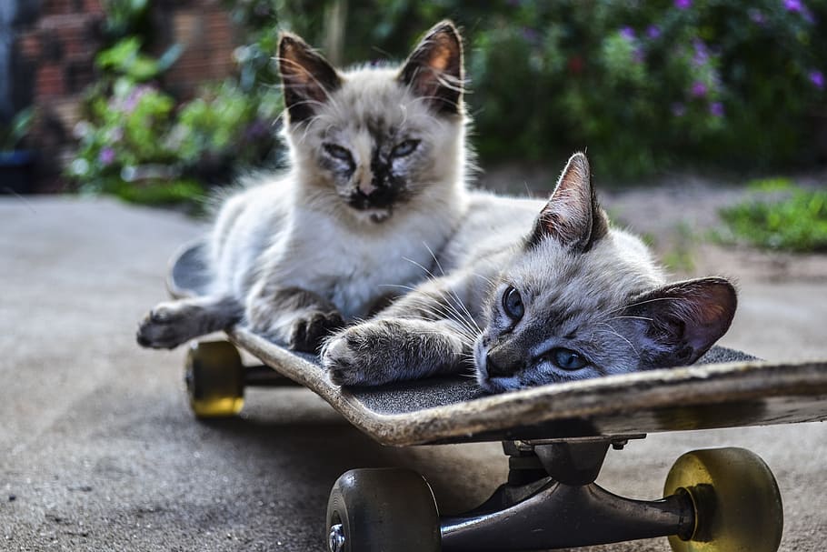 2つ, シャム猫, 横になっている, スケートボード, 猫, 乗る, ペット, 飼い猫, かわいい, 動物