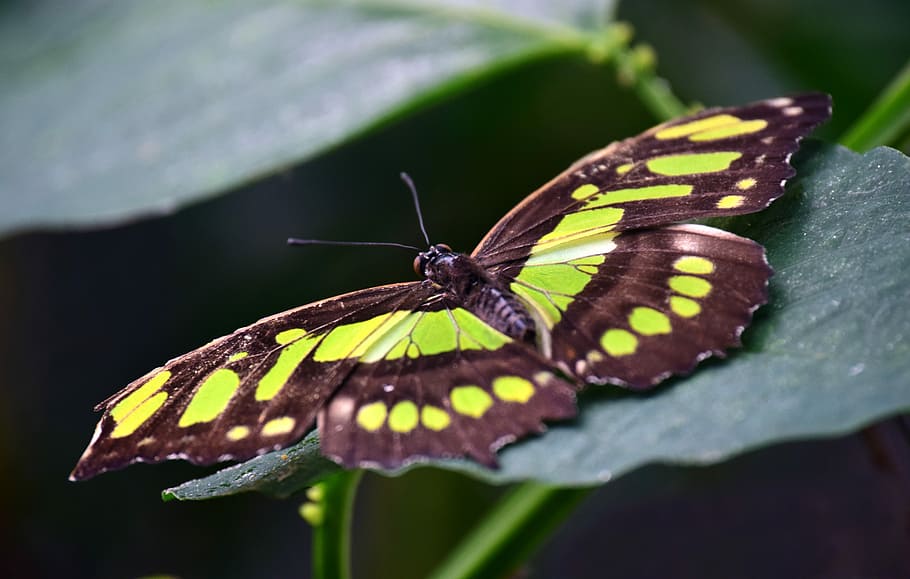 malachite, spirotea steles, butterfly, yellow, colorful, green, brown, insect, wing, tender