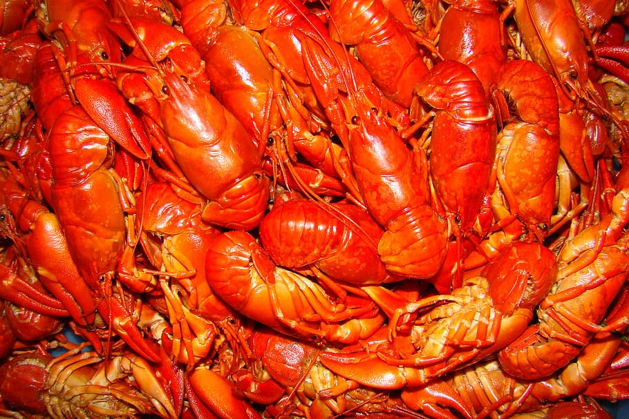 crayfish, crayfish party, seafood, food, food and drink, freshness, crustacean, full frame, red, healthy eating